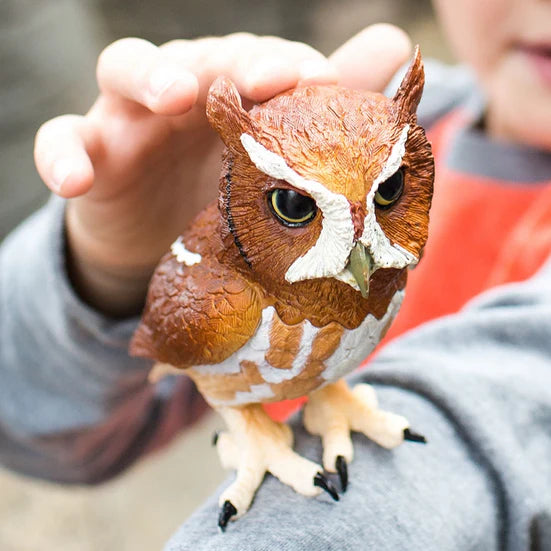 Eastern Screech Owl