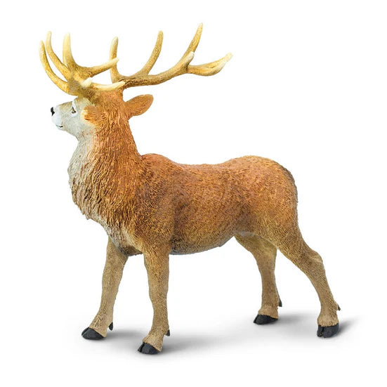 Red Deer Stag